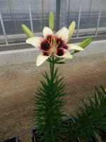 [5032 Black Spider No02.JPG]